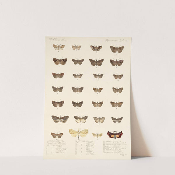 Insecta Lepidoptera-Heterocera Pl 035 by Frederick DuCane Godman