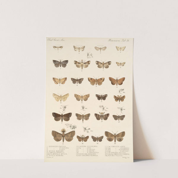 Insecta Lepidoptera-Heterocera Pl 036 by Frederick DuCane Godman