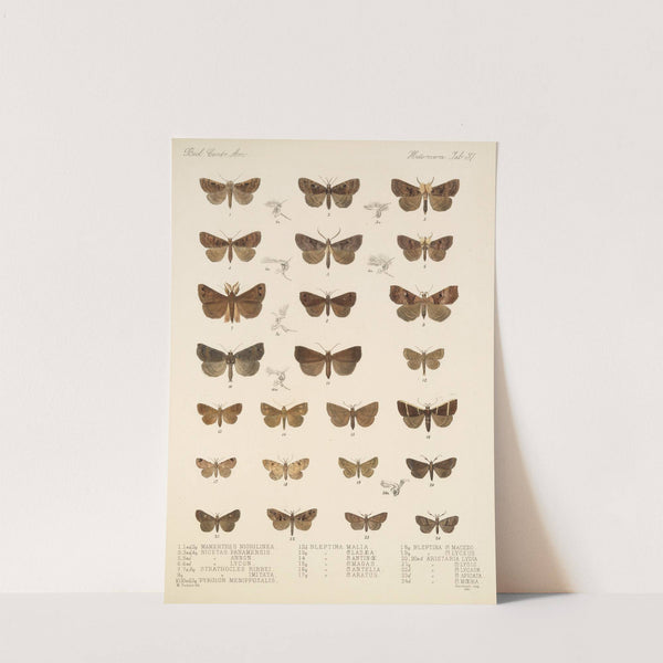 Insecta Lepidoptera-Heterocera Pl 037 by Frederick DuCane Godman