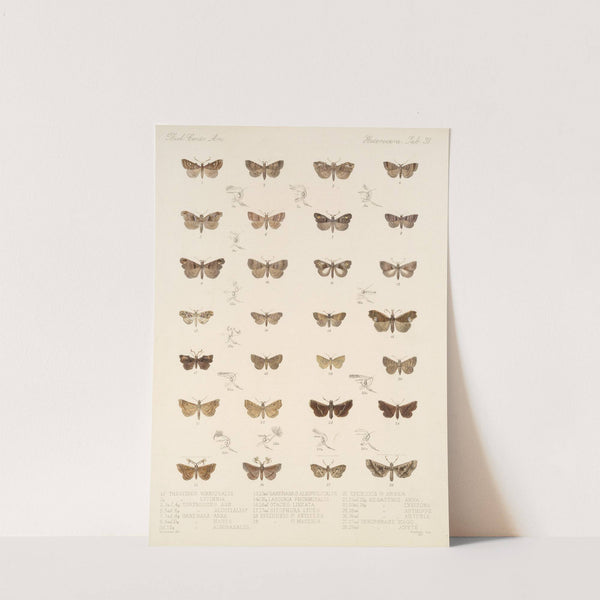 Insecta Lepidoptera-Heterocera Pl 038 by Frederick DuCane Godman