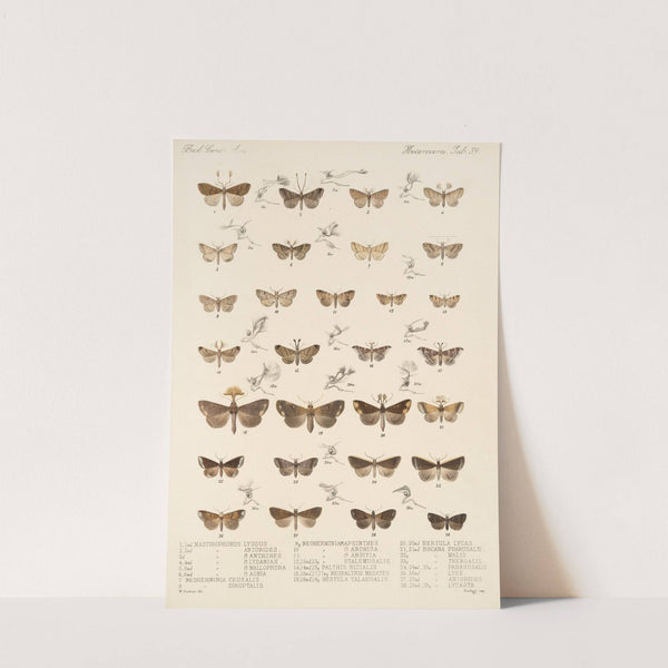 Insecta Lepidoptera-Heterocera Pl 039 by Frederick DuCane Godman