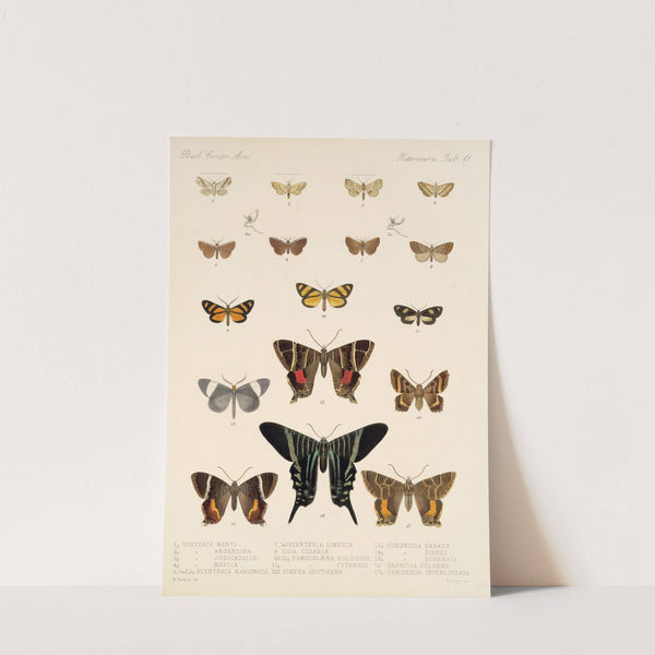 Insecta Lepidoptera-Heterocera Pl 041 by Frederick DuCane Godman