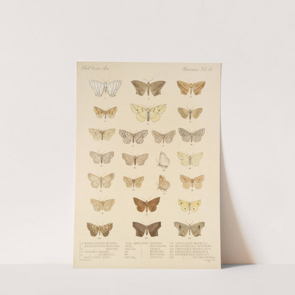 Insecta Lepidoptera-Heterocera Pl 042 by Frederick DuCane Godman