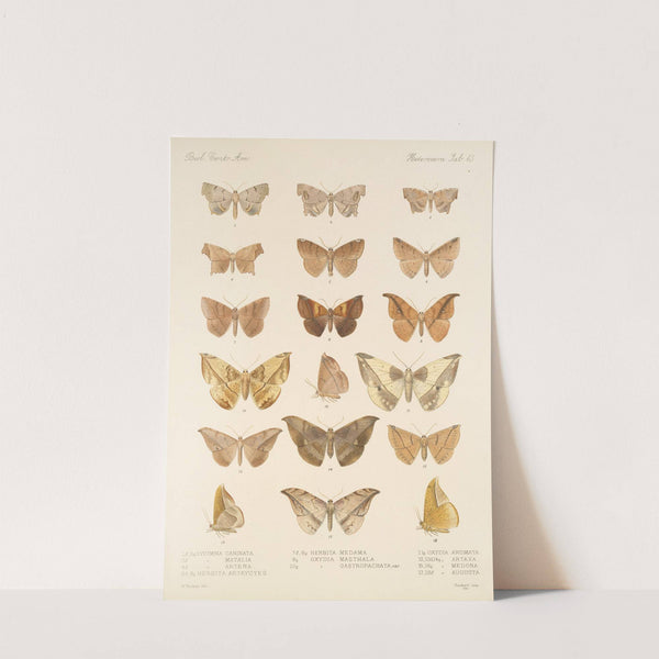 Insecta Lepidoptera-Heterocera Pl 043 by Frederick DuCane Godman