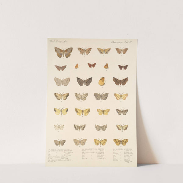 Insecta Lepidoptera-Heterocera Pl 044 by Frederick DuCane Godman