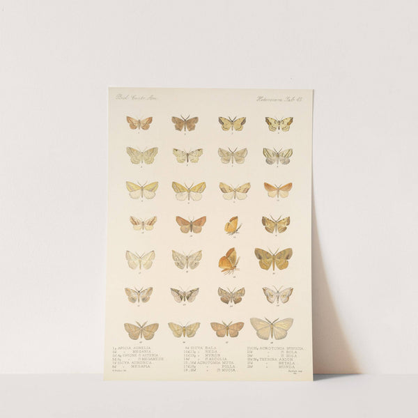 Insecta Lepidoptera-Heterocera Pl 045 by Frederick DuCane Godman