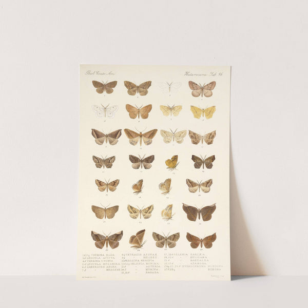 Insecta Lepidoptera-Heterocera Pl 046 by Frederick DuCane Godman