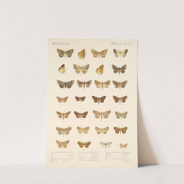 Insecta Lepidoptera-Heterocera Pl 047 by Frederick DuCane Godman