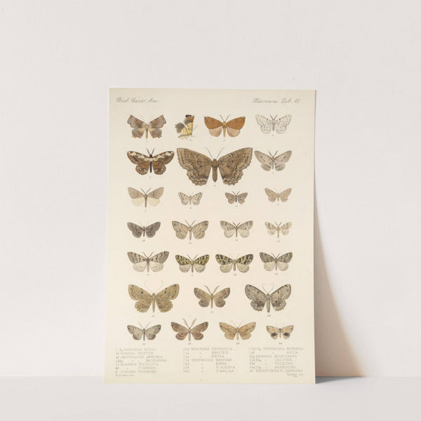 Insecta Lepidoptera-Heterocera Pl 048 by Frederick DuCane Godman