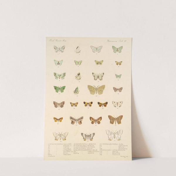 Insecta Lepidoptera-Heterocera Pl 050 by Frederick DuCane Godman