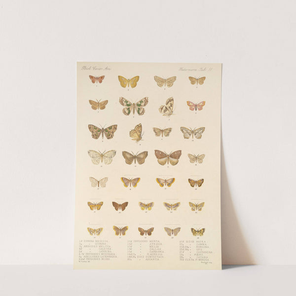 Insecta Lepidoptera-Heterocera Pl 051 by Frederick DuCane Godman