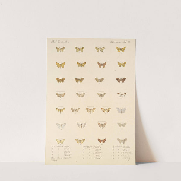 Insecta Lepidoptera-Heterocera Pl 052 by Frederick DuCane Godman