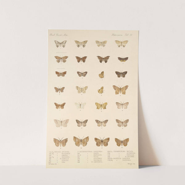 Insecta Lepidoptera-Heterocera Pl 053 by Frederick DuCane Godman