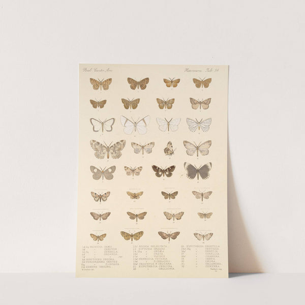 Insecta Lepidoptera-Heterocera Pl 054 by Frederick DuCane Godman