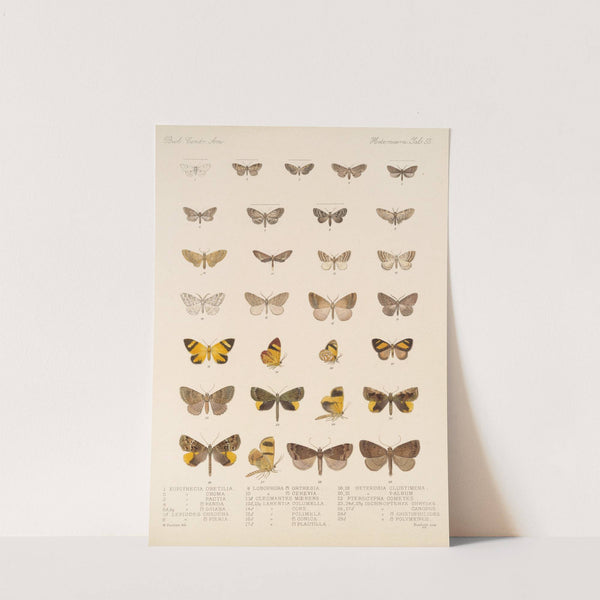 Insecta Lepidoptera-Heterocera Pl 055 by Frederick DuCane Godman