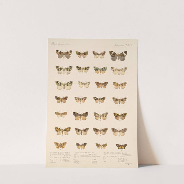 Insecta Lepidoptera-Heterocera Pl 056 by Frederick DuCane Godman