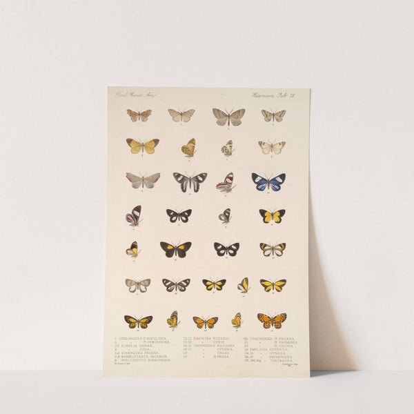 Insecta Lepidoptera-Heterocera Pl 057 by Frederick DuCane Godman