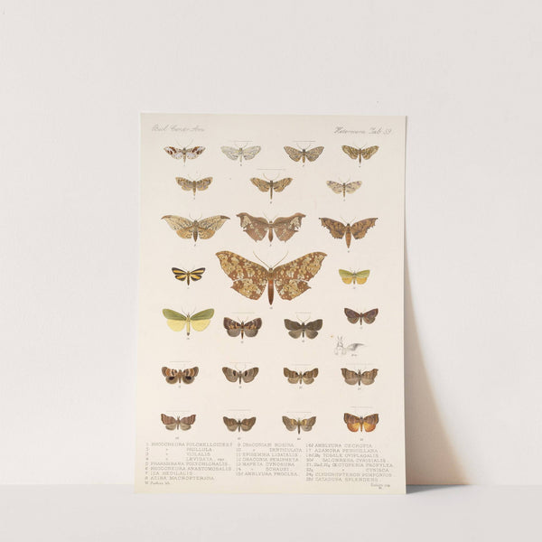 Insecta Lepidoptera-Heterocera Pl 059 by Frederick DuCane Godman