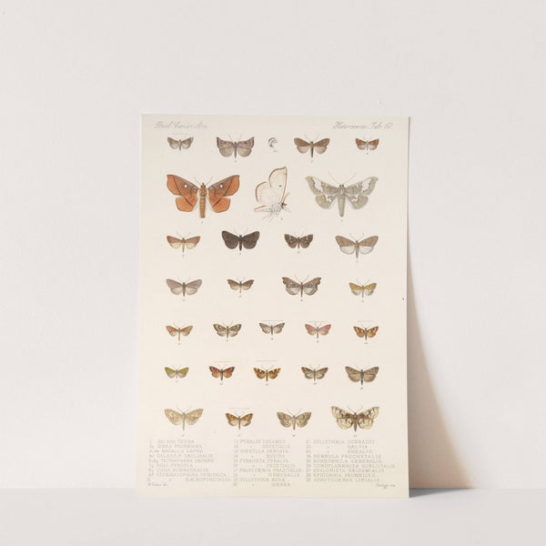 Insecta Lepidoptera-Heterocera Pl 060 by Frederick DuCane Godman