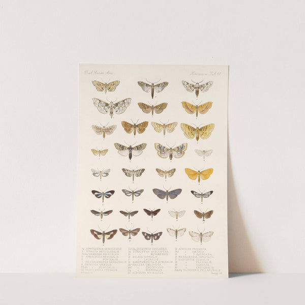 Insecta Lepidoptera-Heterocera Pl 061 by Frederick DuCane Godman