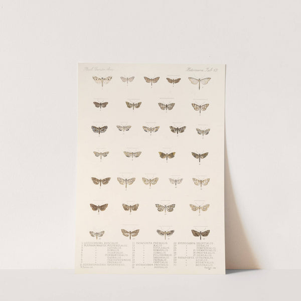 Insecta Lepidoptera-Heterocera Pl 063 by Frederick DuCane Godman