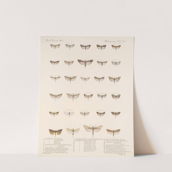 Insecta Lepidoptera-Heterocera Pl 064 by Frederick DuCane Godman