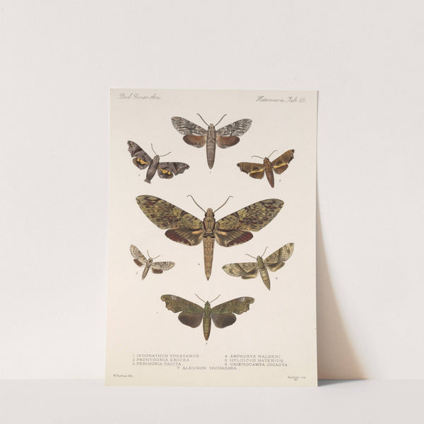 Insecta Lepidoptera-Heterocera Pl 065 by Frederick DuCane Godman