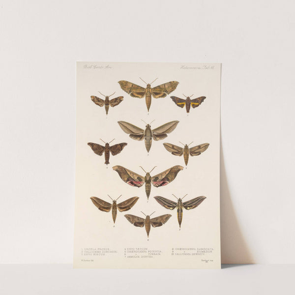 Insecta Lepidoptera-Heterocera Pl 066 by Frederick DuCane Godman