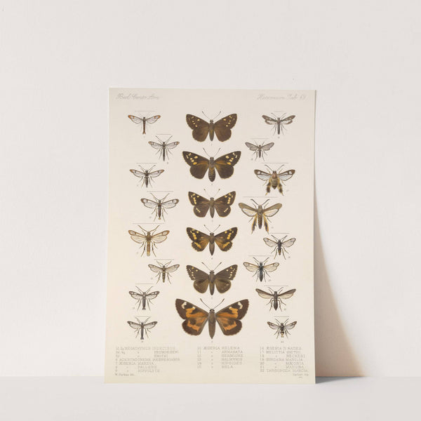 Insecta Lepidoptera-Heterocera Pl 069 by Frederick DuCane Godman