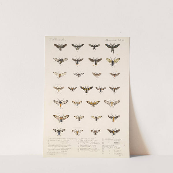 Insecta Lepidoptera-Heterocera Pl 071 by Frederick DuCane Godman