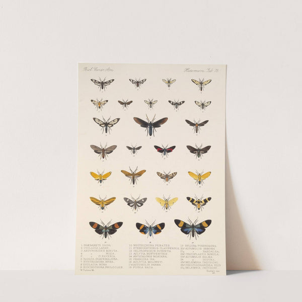 Insecta Lepidoptera-Heterocera Pl 072 by Frederick DuCane Godman