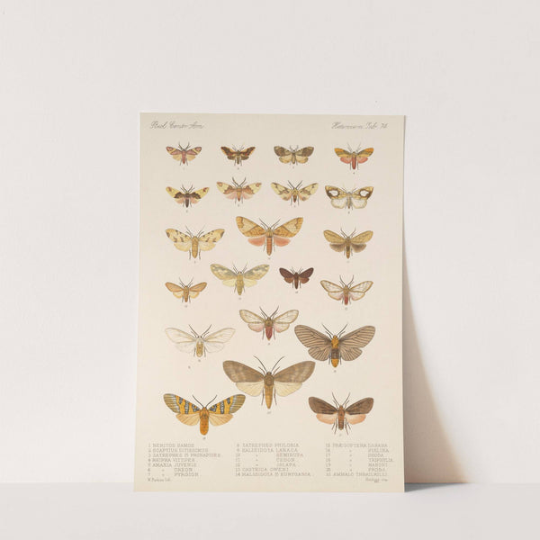 Insecta Lepidoptera-Heterocera Pl 074 by Frederick DuCane Godman