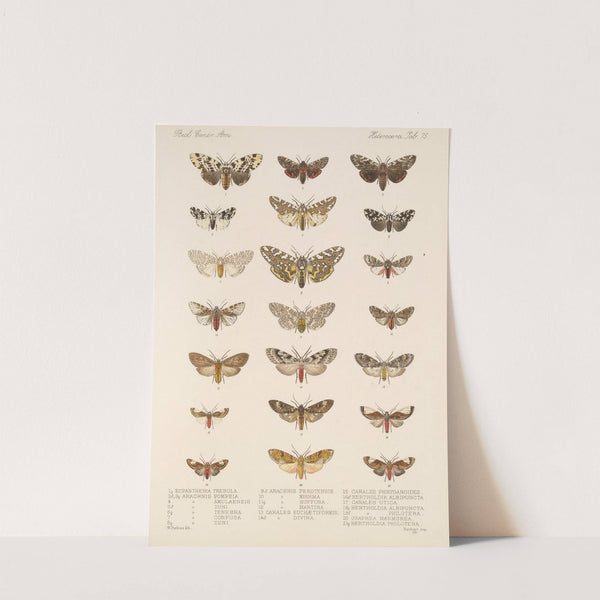 Insecta Lepidoptera-Heterocera Pl 075 by Frederick DuCane Godman