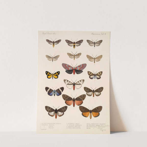 Insecta Lepidoptera-Heterocera Pl 076 by Frederick DuCane Godman