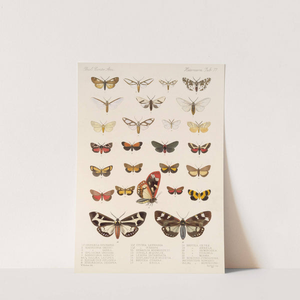 Insecta Lepidoptera-Heterocera Pl 077 by Frederick DuCane Godman