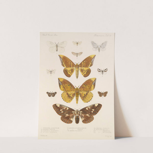 Insecta Lepidoptera-Heterocera Pl 079 by Frederick DuCane Godman