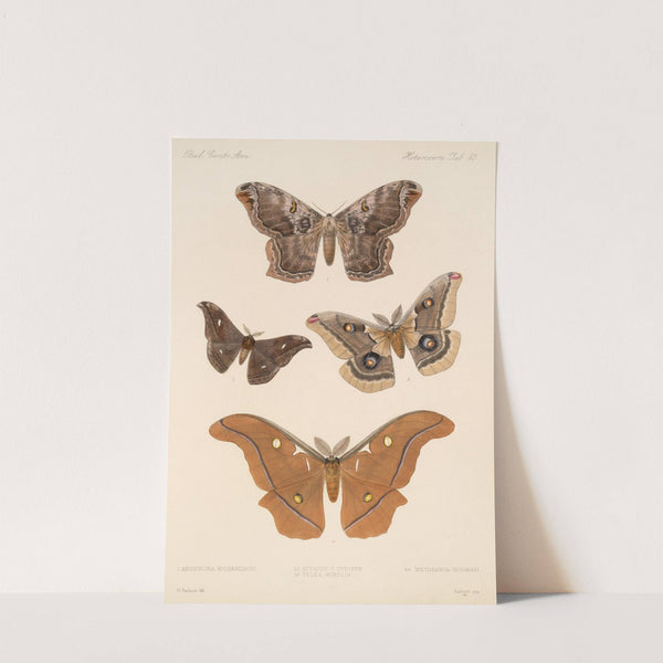 Insecta Lepidoptera-Heterocera Pl 083 by Frederick DuCane Godman