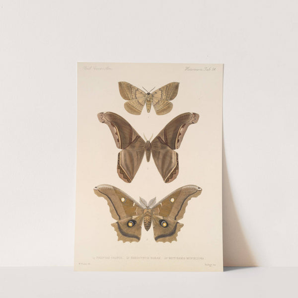 Insecta Lepidoptera-Heterocera Pl 084 (1879-1915) by Frederick DuCane Godman