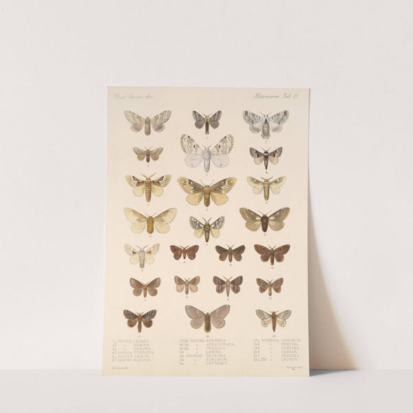 Insecta Lepidoptera-Heterocera Pl 086 by Frederick DuCane Godman