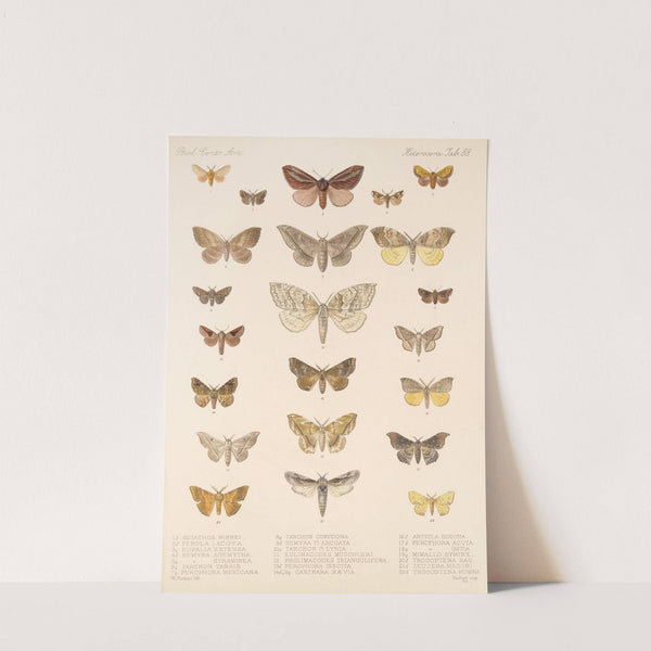 Insecta Lepidoptera-Heterocera Pl 088 by Frederick DuCane Godman