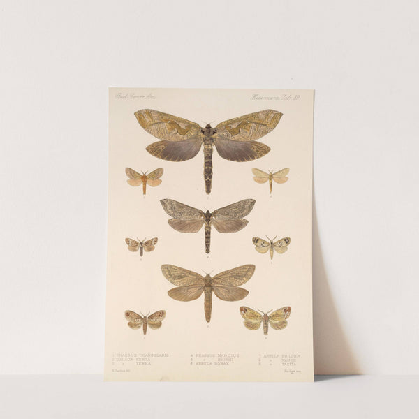 Insecta Lepidoptera-Heterocera Pl 089 by Frederick DuCane Godman