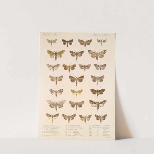 Insecta Lepidoptera-Heterocera Pl 090 by Frederick DuCane Godman