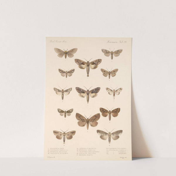 Insecta Lepidoptera-Heterocera Pl 092 by Frederick DuCane Godman