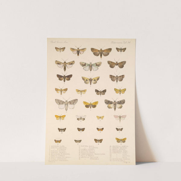 Insecta Lepidoptera-Heterocera Pl 094 by Frederick DuCane Godman