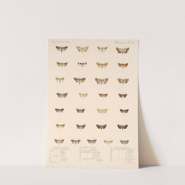 Insecta Lepidoptera-Heterocera Pl 095 by Frederick DuCane Godman