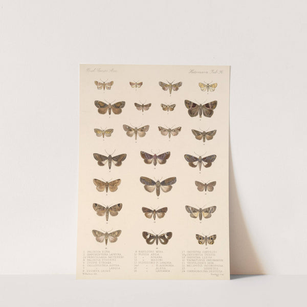 Insecta Lepidoptera-Heterocera Pl 096 by Frederick DuCane Godman