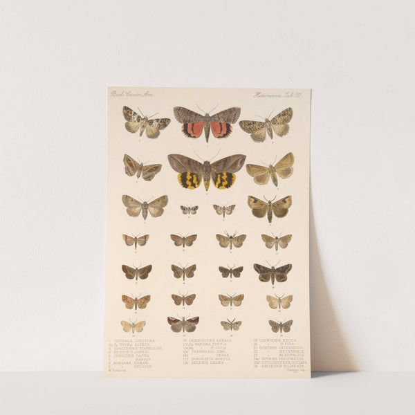 Insecta Lepidoptera-Heterocera Pl 097 by Frederick DuCane Godman