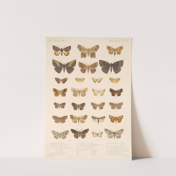 Insecta Lepidoptera-Heterocera Pl 098 by Frederick DuCane Godman