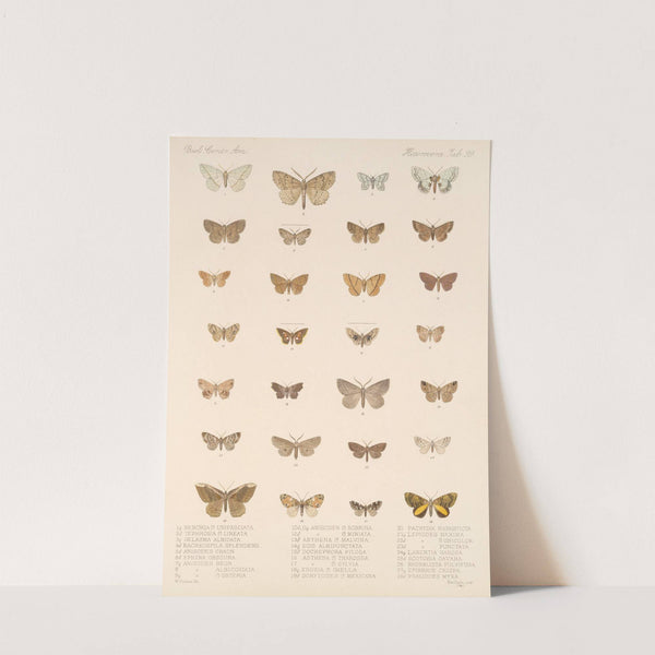 Insecta Lepidoptera-Heterocera Pl 099 by Frederick DuCane Godman