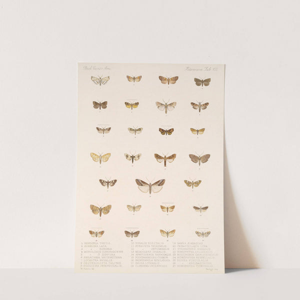 Insecta Lepidoptera-Heterocera Pl 100 by Frederick DuCane Godman